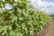 Rows of grape trees before harvesting in the Hua Hin vineyard, T