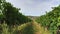 Rows of grape trunks with bunches of ripe dark vine berries