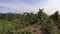 Rows of grape trunks with bunches of ripe white vine berries