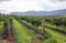 Rows of grape vine.