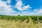 Rows of grape vine