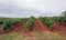 Rows of grape vine with a cloudy sky.