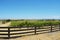 Rows of Grape Vines