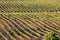 Rows Of Grape Vines At An Australian Vineyard