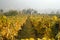 Rows of grape vines in Austria