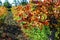 Rows of grape vines with autumn leaves