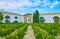 The rows of grape vines, Bodegas Tio Pepe of Gonzalez Byass, Jerez, Spain