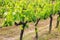 Rows of grape vines near Montalcino, Val d`Orcia, Tuscany, Italy