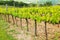 Rows of grape vines near Montalcino, Val d`Orcia, Tuscany, Italy