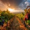 rows of grape vines in a vineyard