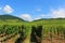 Rows of grape vines at a vineyard in Alsace
