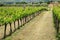 Rows of grape vines at a vineyard near Montalcino, Val d`Orcia,