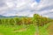 Rows of grapes with castle Hambacher Schloss