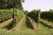 Rows of Grapes Growing