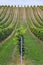 Rows of grapes before harvesting, Austria, Burgenland