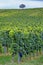 Rows of grapes before harvesting,Austria, Burgenland