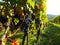 Rows of grapes in a vineyard