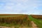 Rows of grapes in winery garden