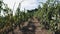 Rows of grapes on wooden construction ready to be picked in vineyard