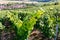 Rows of grapevine in a champagne vineyard with a village below