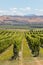 Rows of grapevine growing on sunny hill