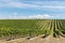 Rows of grapevine growing on sunny hill