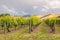 rows of grapevine growing in vineyard with dramatic stormy sky