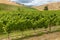 Rows of grapevine growing in vineyard in Marlborough, New Zealand