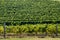 Rows of grapevine in vineyard