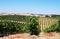 Rows of grapevine in vineyards, alentejo