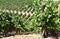 Rows of grapevine in vineyards, Portugal