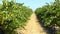 Rows of Grapevines