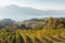 Rows of grapevines in autumn with view of lake and mountains