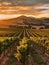 Rows of grapevines bask in the warm, sunlit glow of dusk, surrounded by a serene landscape of hills and valleys in the