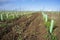 Rows of grapevines buds protected by tree shelter tubes and irrigated by dripping system