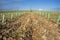 Rows of grapevines buds protected by tree shelter tubes and irrigated by dripping system