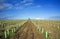 Rows of grapevines buds protected by tree shelter tubes and irrigated by dripping system