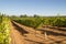 Rows of grapevines in California