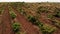 Rows of grapevines growing in rural countryside.