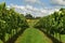 Rows of Grapevines growing in a vineyard