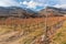 Rows of grapevines in late autumn with snow covered mountains in background