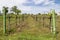 Rows of grapevines sprouting leaves