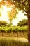 Rows of grapevines with sun through tree