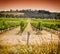 Rows of grapevines taken at Australia\'s prime wine growing winery - sunset