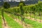 Rows of grapevines in a vineyard in the Rhine Valley