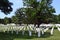 Rows of graves at Arlington National Cemetery