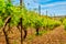 Rows of Greek vines and mountains on sunny day, Crete island, Greece.