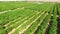 Rows Of Green Apple Trees Growing In Large Orchard