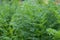 Rows of green carrot tops on the garden beds , ripening carrots in the summer in the garden.Selective focus