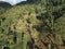 Rows of green coffee trees